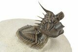 Amazing, Tower Eyed Erbenochile Trilobite - Morocco #232765-5